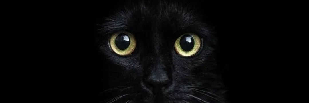 Gisela Assunção 🐈‍⬛🐈 banner