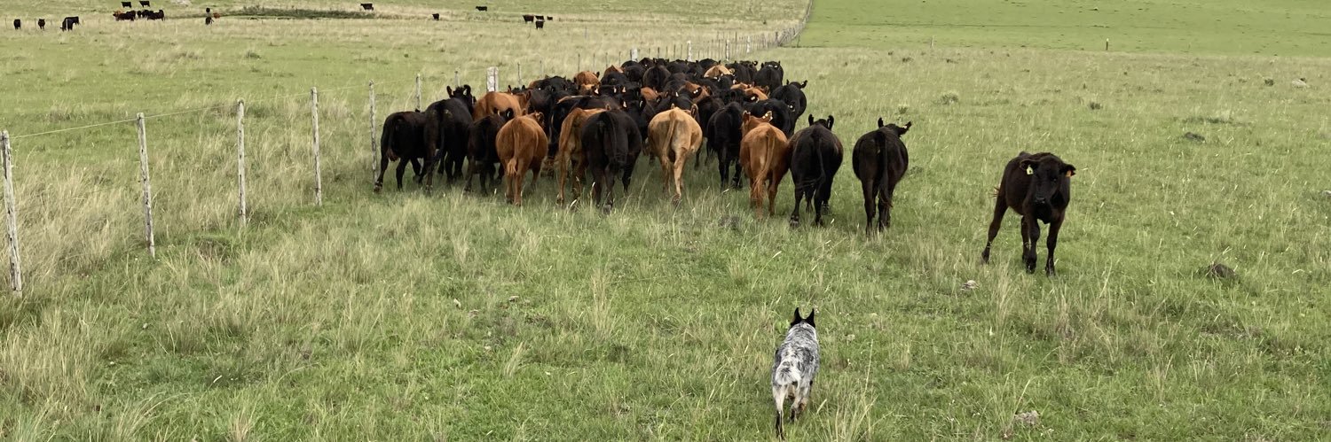 Vladimir Bentancor banner