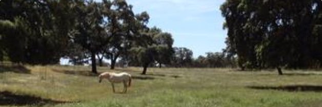 Román Barabash Neila banner