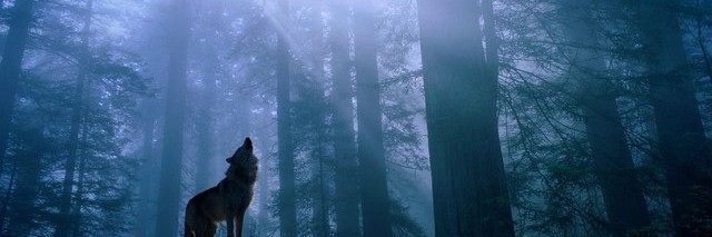 Maxwelololo's profile banner image