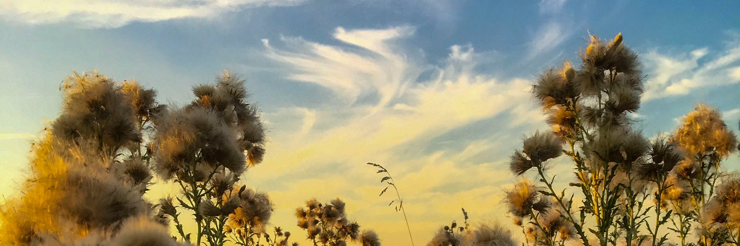 LisaSunnyMartin's profile banner image