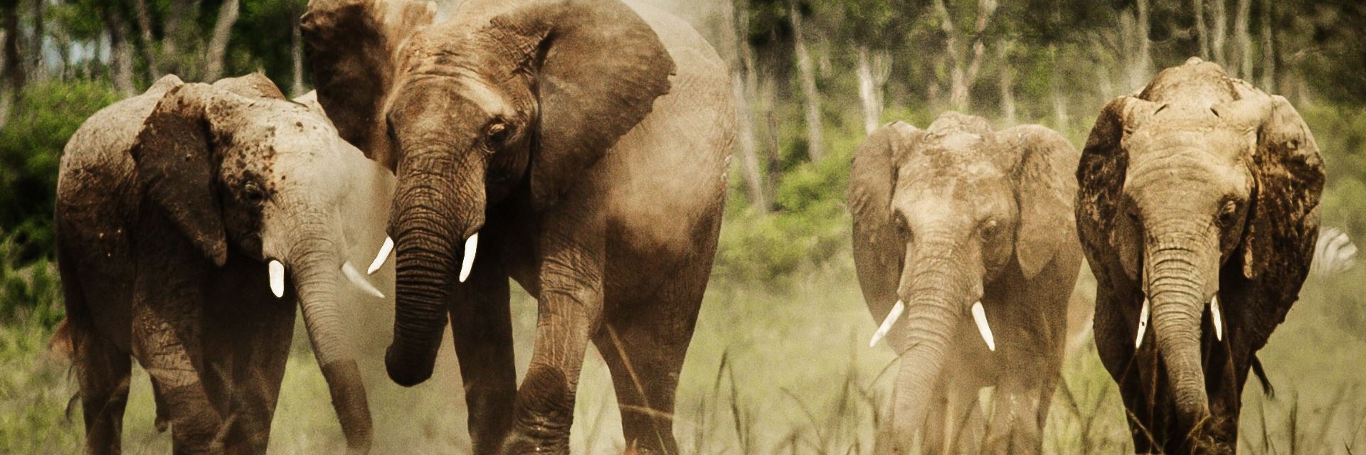 Justin Purefoy banner