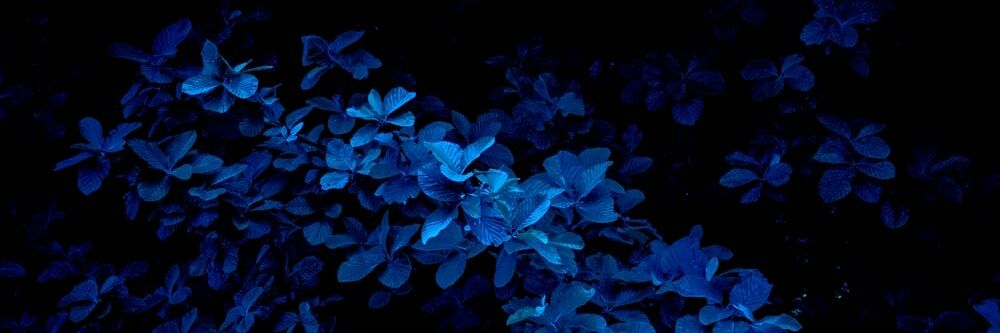 xalendraav's profile banner image