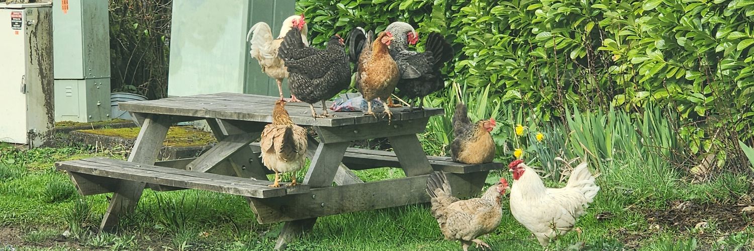 Lauraf68 🐰🌷🐇💐🐤⚘️🐥 banner