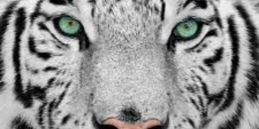 Cris banner