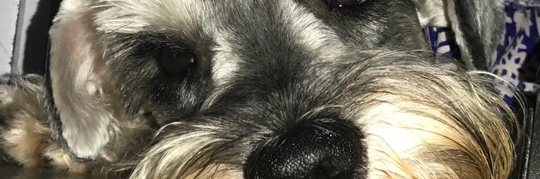 Anampaternina_'s profile banner image