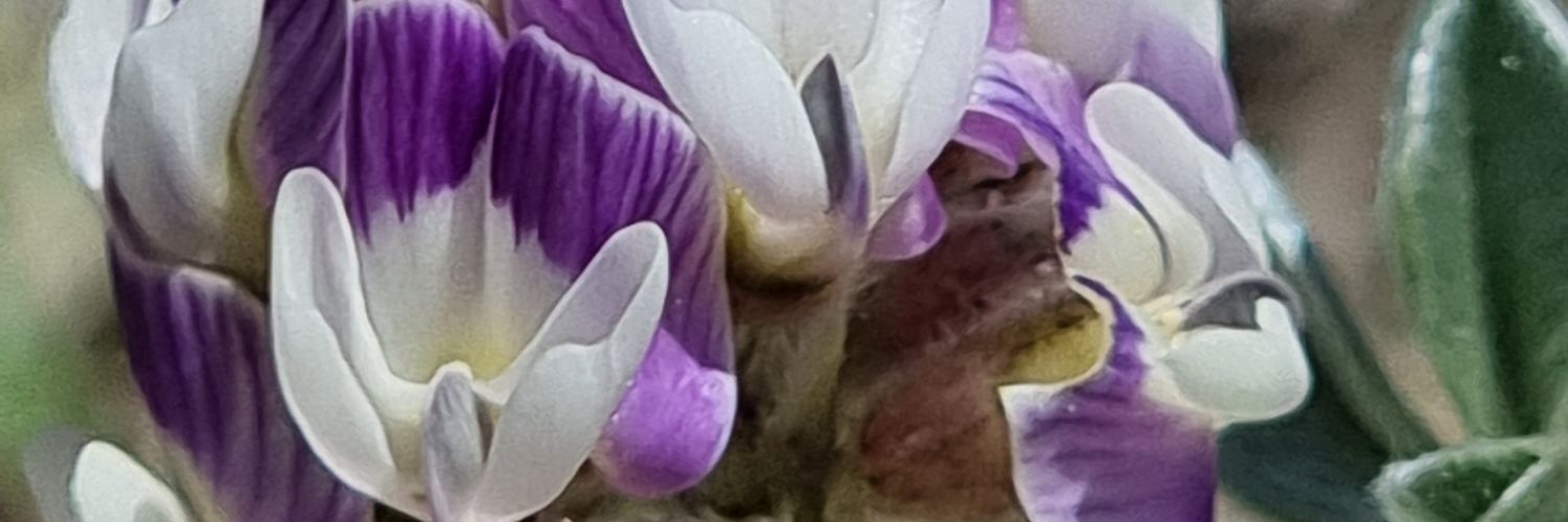 Gulppiz's profile banner image