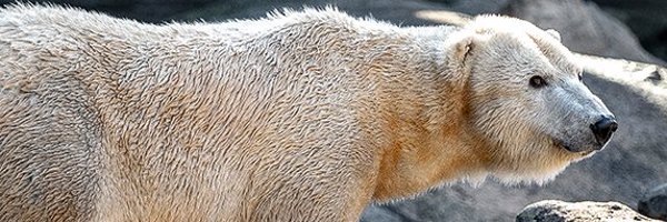 SenecaParkZoo Profile Banner
