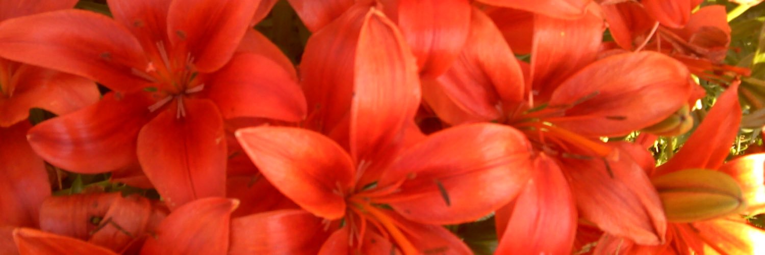 Jenise Straight banner