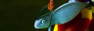 shychameleon's profile banner image