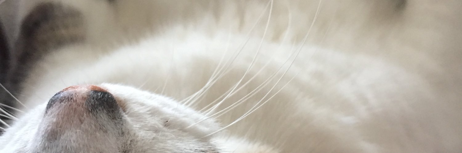 いっこ's banner