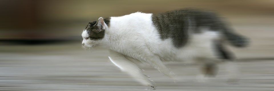 みどり banner