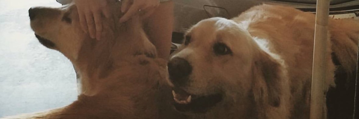 pineappleemz's profile banner image