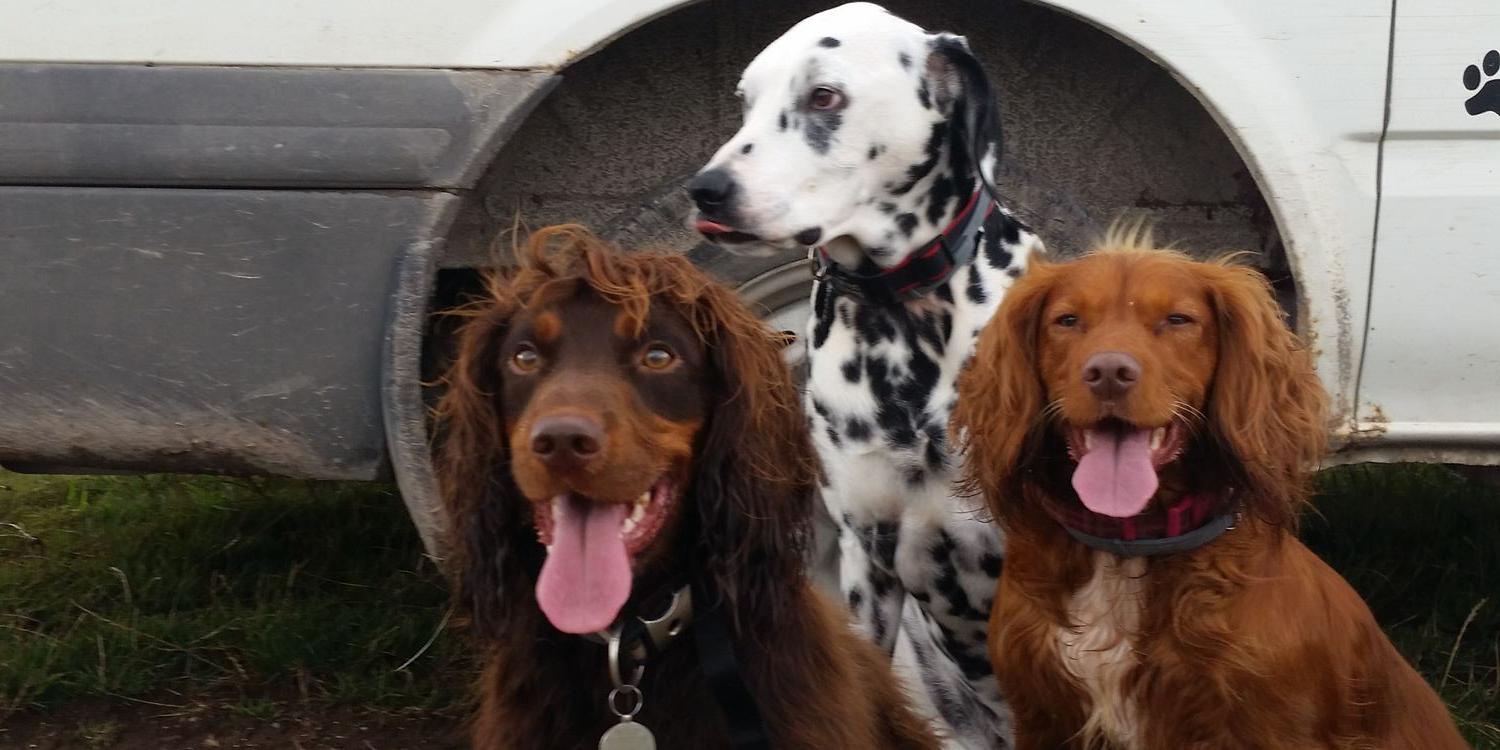 County Pet Services banner