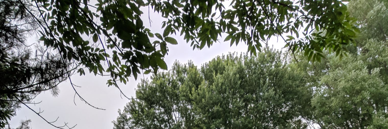 debcrofoot's profile banner image