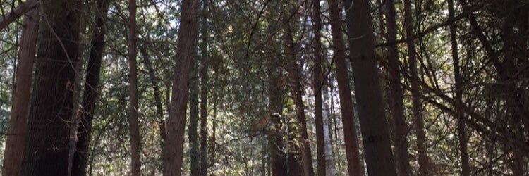 calleyoneill's profile banner image