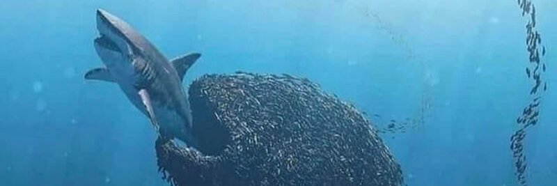 Pendulum Flow banner