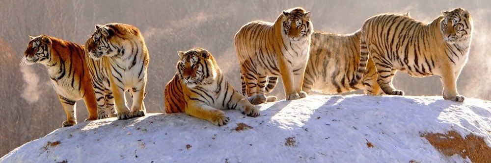 Humanity 🌍🍀 ☮️ banner