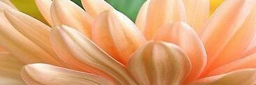 sofisilva3's profile banner image