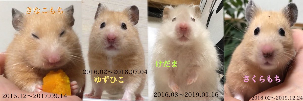 hamuta0105's profile banner image