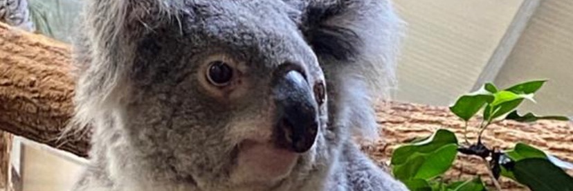 Florence Ferbus banner