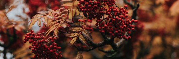 HollyM_Photo Profile Banner