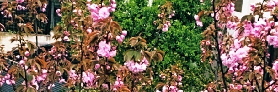 VictoriaHRuiz ن banner