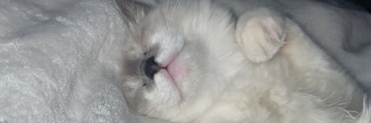 Bamtaam's profile banner image