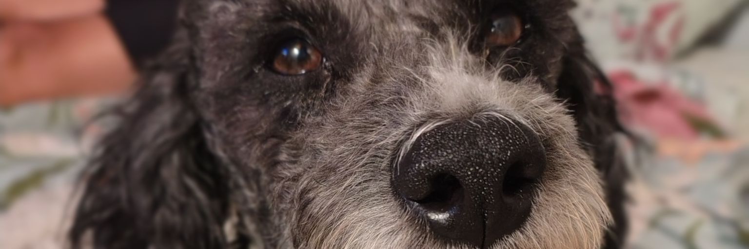 CelesteMoises's profile banner image