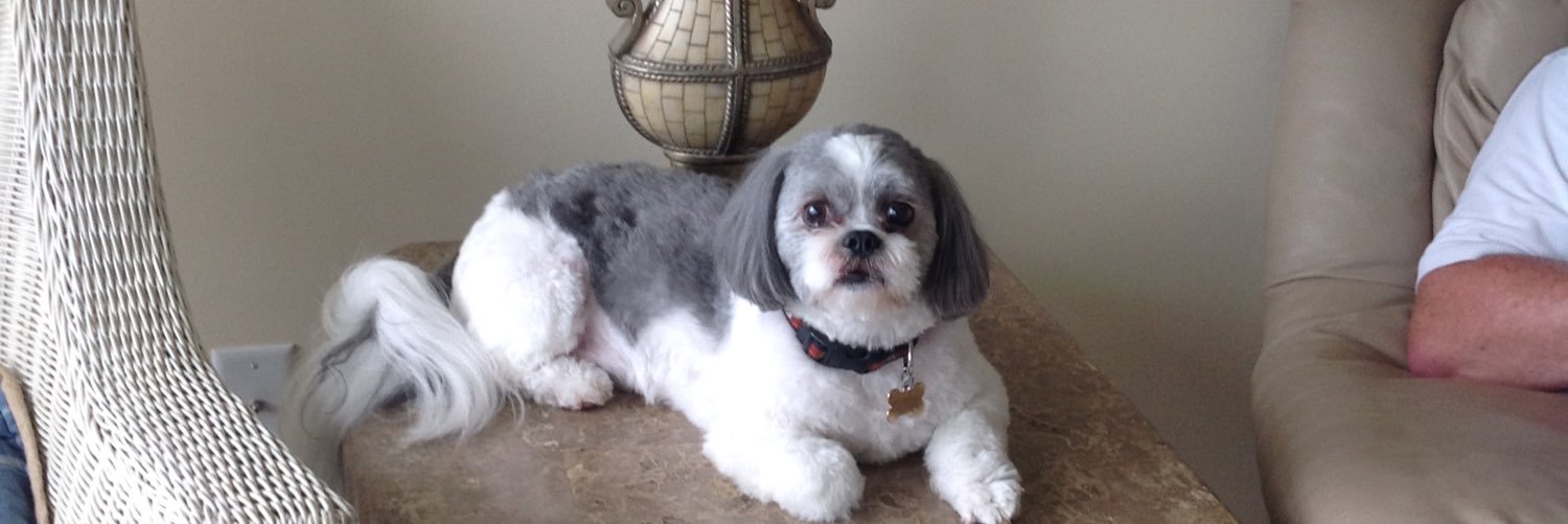 baxterthepup's profile banner image