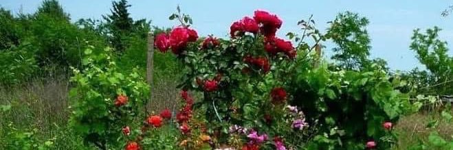 janelrose banner