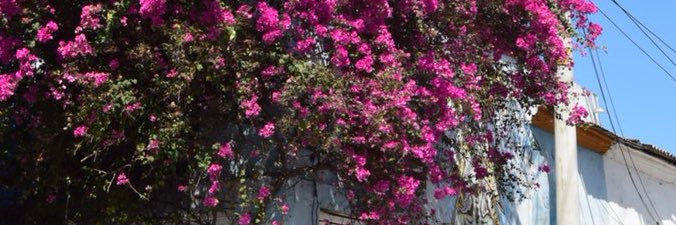 noelley 🧚🏽 banner