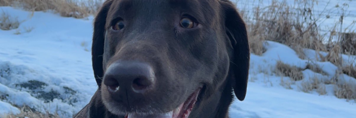 RussoAdam's profile banner image