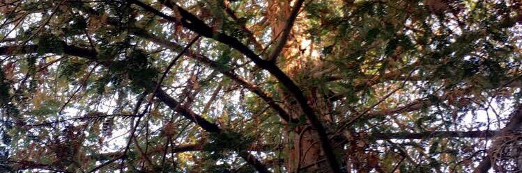 EsmeStephanie's profile banner image