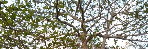 tinker_wings's profile banner image