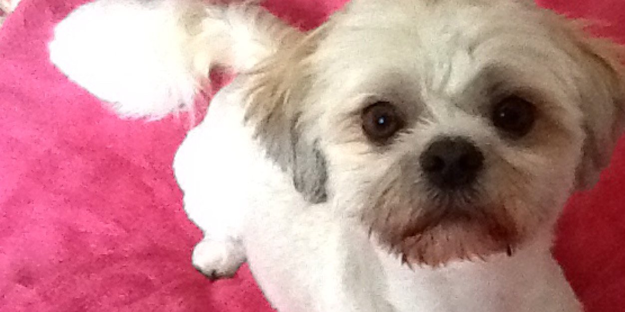 mcmaisy's profile banner image