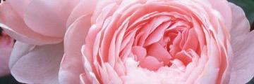 ecelliott_1's profile banner image