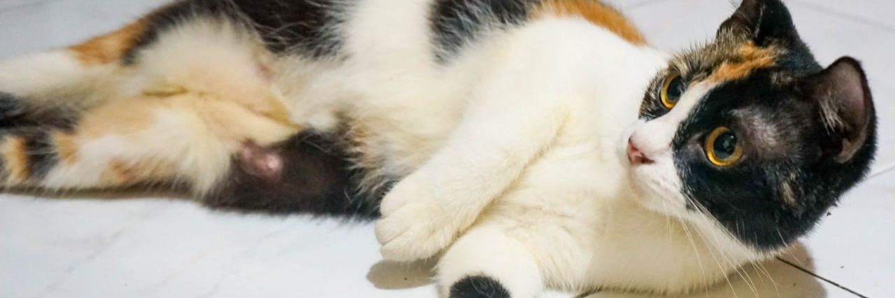 pawwlesskitty's profile banner image