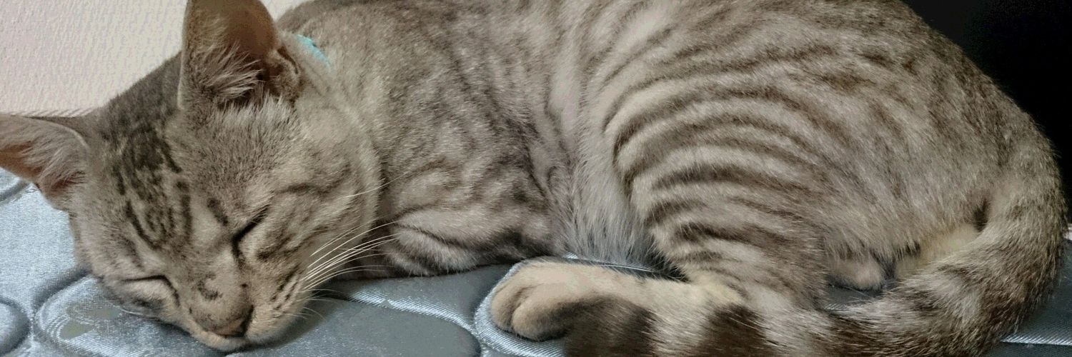 MichelMon3's profile banner image