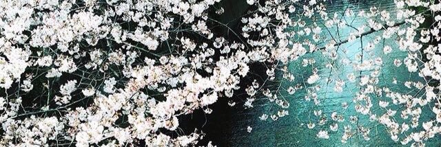 mimotan's profile banner image
