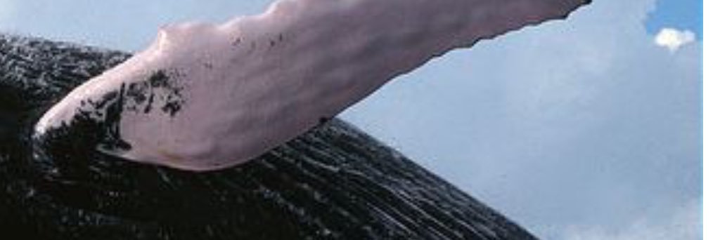 Iceblue52Roth's profile banner image