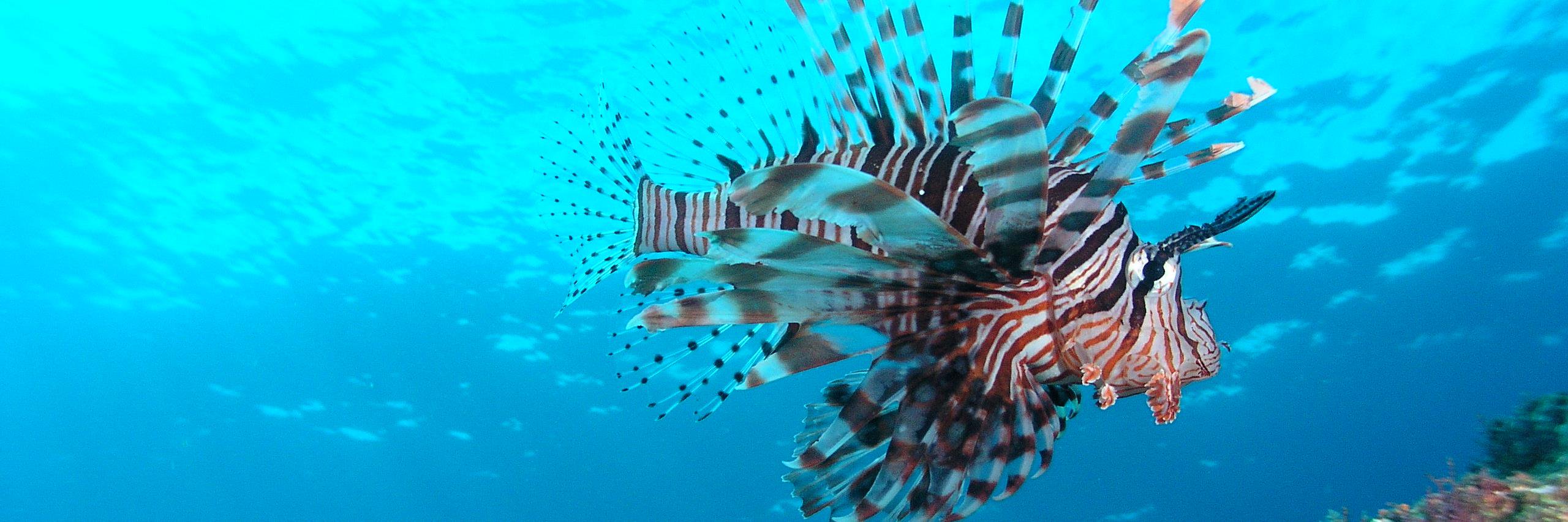 DivingIndo's profile banner image