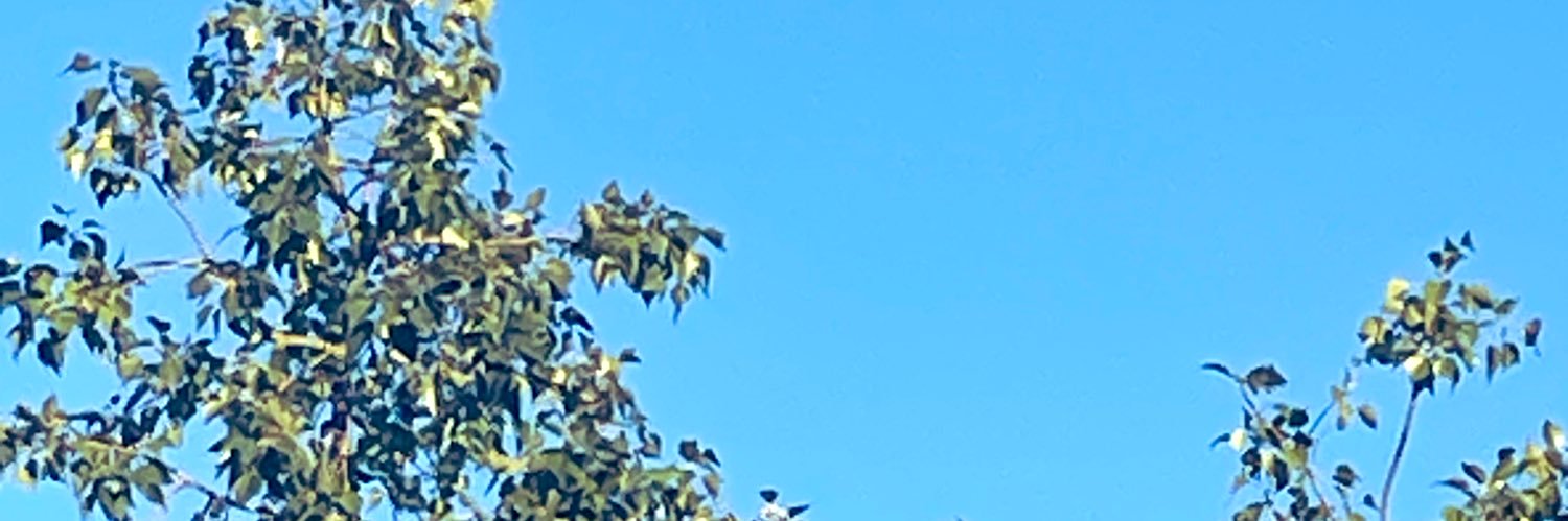 GmaBrn's profile banner image
