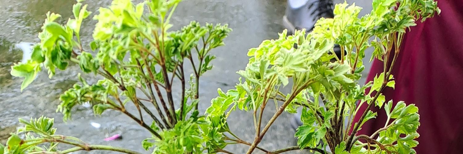 hasnaalam4's profile banner image