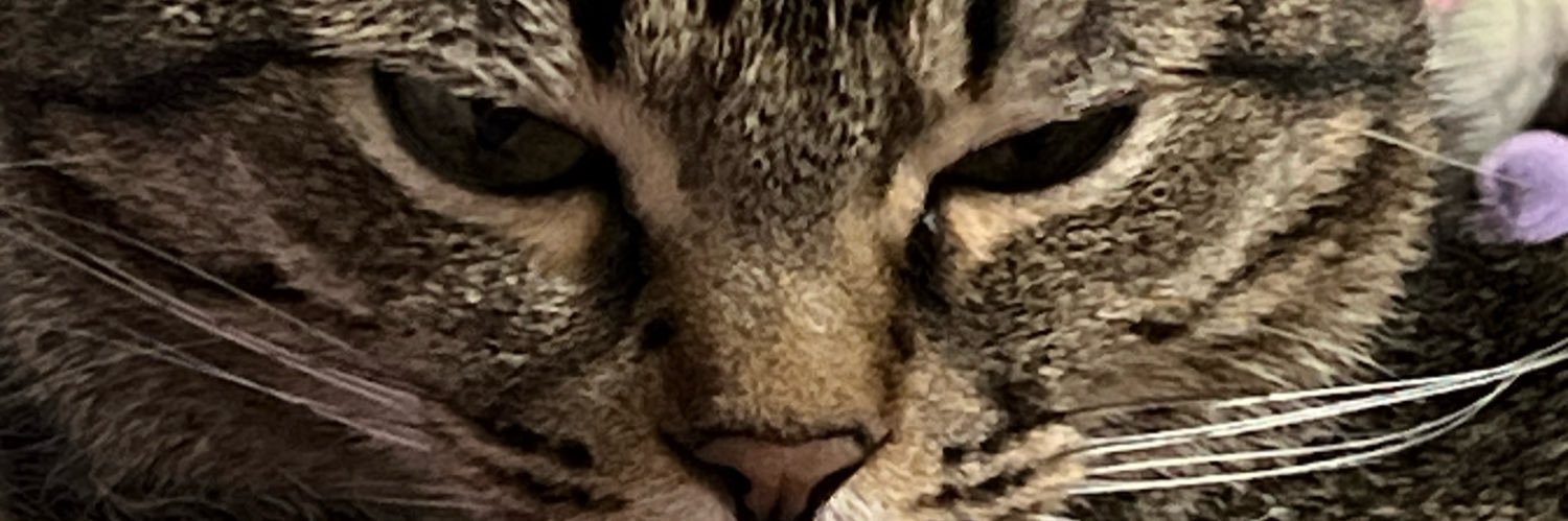 notnadh's profile banner image