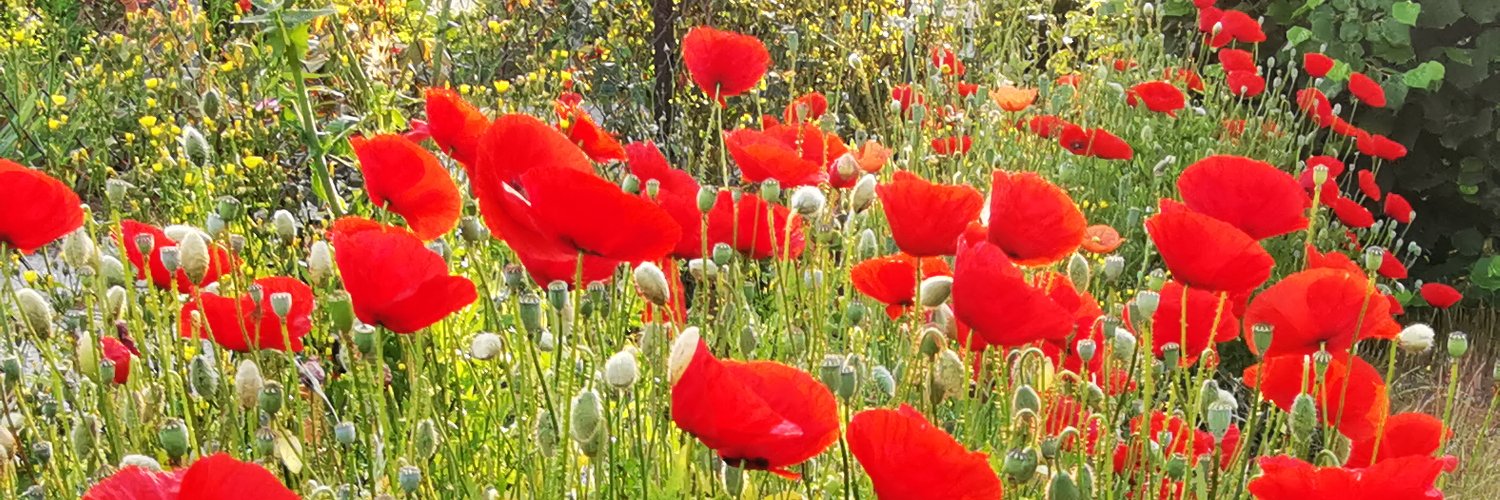 Segura José 🐘 @seguraj@piaille.fr @seguraj.bsky.s banner