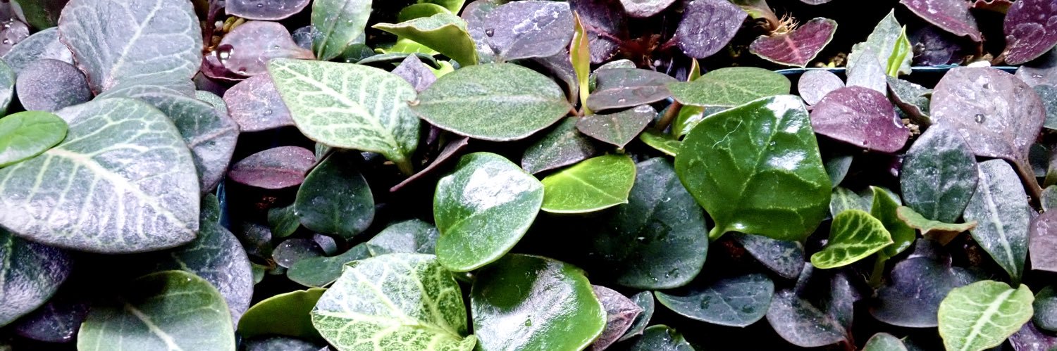 feelgreen55's profile banner image