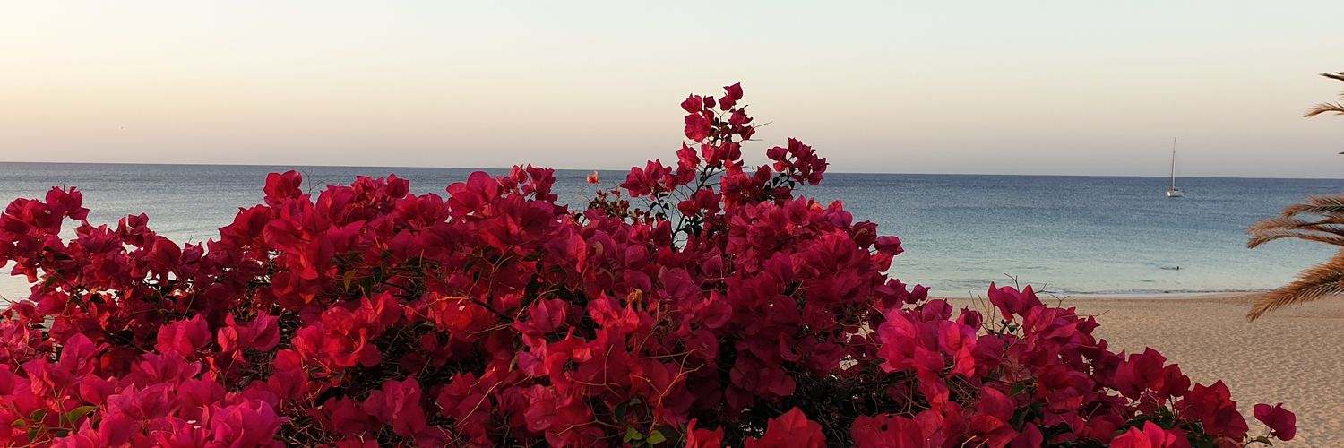 JSuu's profile banner image