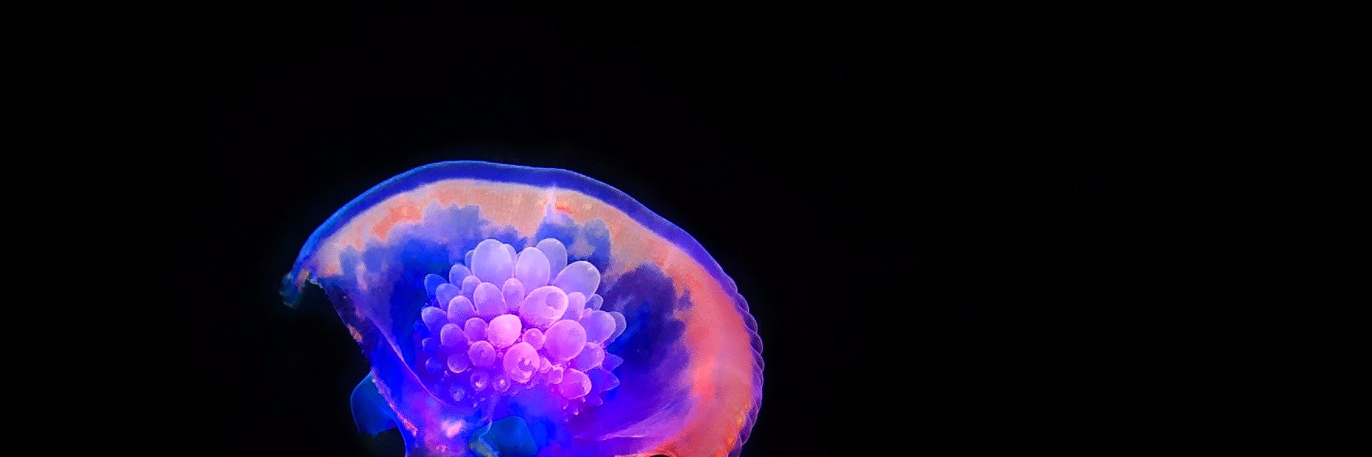 mijellis's profile banner image