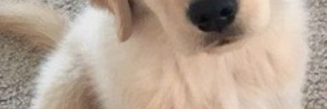 NewmanPolo's profile banner image